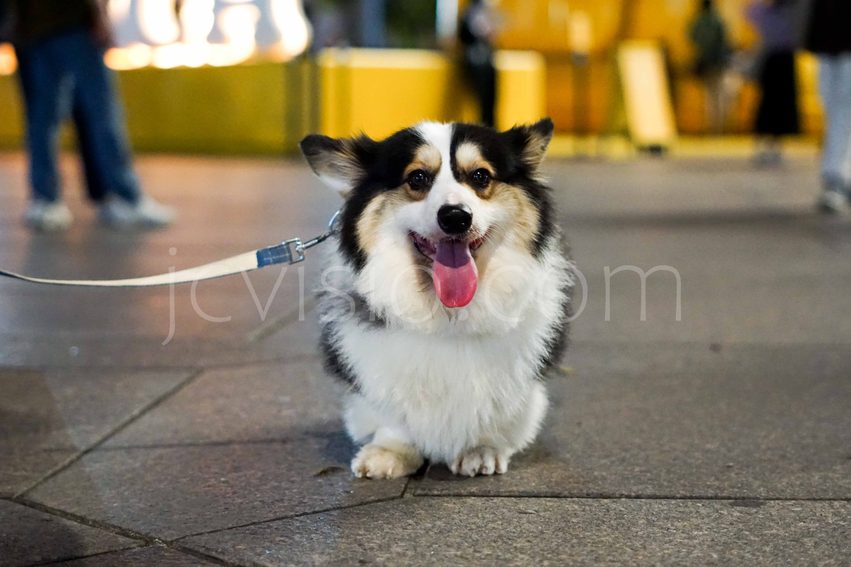 Smiling corgi on a city walk